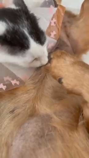 子猫 なつく おじいワンコ 乳を吸われる 犬