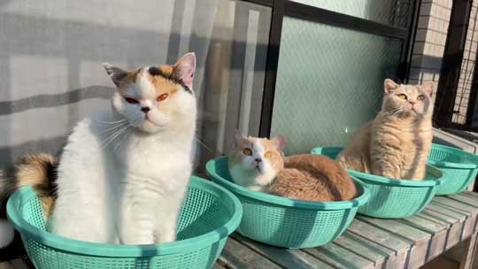 猫 ベランダ カゴ並べたら入ってた ブリティッシュショートヘア