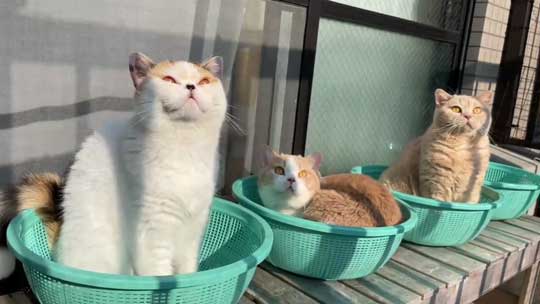 猫 ベランダ カゴ並べたら入ってた ブリティッシュショートヘア