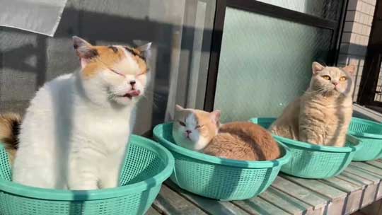 猫 ベランダ カゴ並べたら入ってた ブリティッシュショートヘア