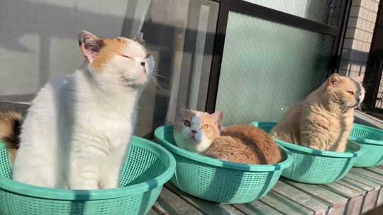 猫 ベランダ カゴ並べたら入ってた ブリティッシュショートヘア