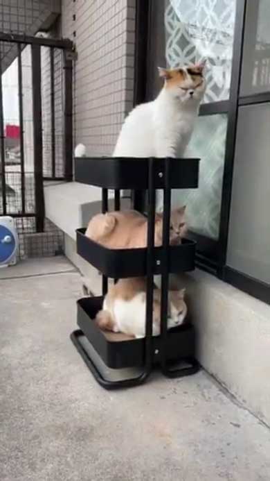 猫 ベランダ カゴ並べたら入ってた ブリティッシュショートヘア