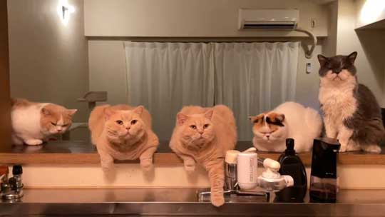 猫 ベランダ カゴ並べたら入ってた ブリティッシュショートヘア