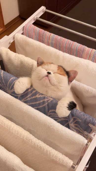 猫 ベランダ カゴ並べたら入ってた ブリティッシュショートヘア