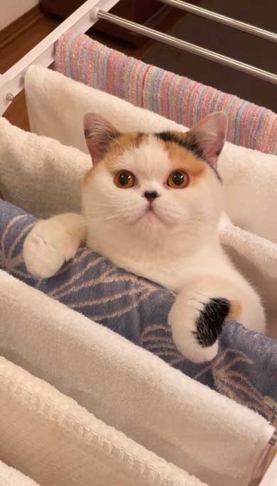 猫 ベランダ カゴ並べたら入ってた ブリティッシュショートヘア