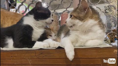 「Kitty is Jealous of Friendship Triangle || ViralHog」