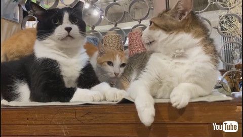 「Kitty is Jealous of Friendship Triangle || ViralHog」