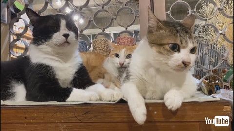 「Kitty is Jealous of Friendship Triangle || ViralHog」