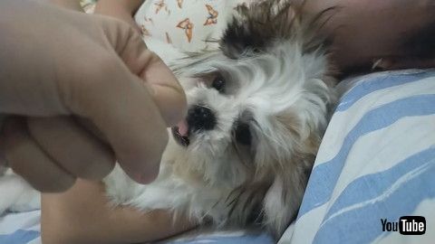 「Sweet Dog Sounds Like Cat || ViralHog」