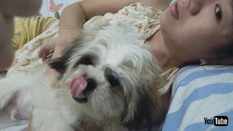 「Sweet Dog Sounds Like Cat || ViralHog」