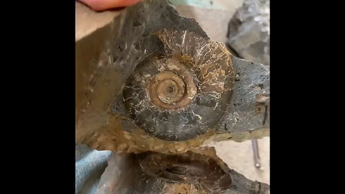 アンモナイトが出てきた化石