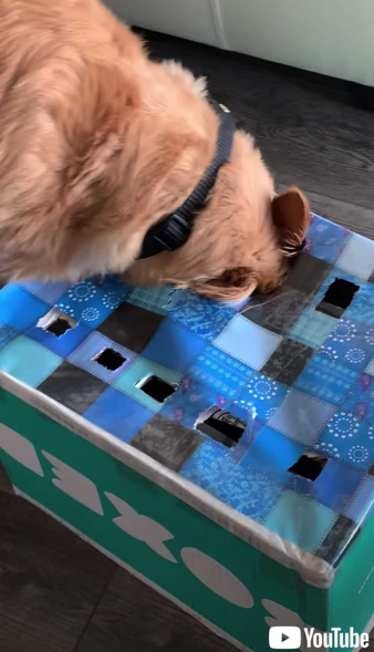 ホットドッグチャレンジに挑む犬