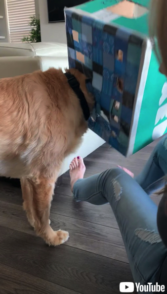 ホットドッグチャレンジに挑む犬