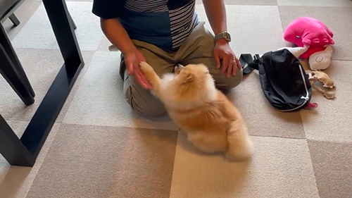 お手しちゃうミサイルちゃん18