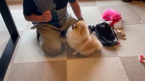 おすわりしちゃうミサイルちゃん14