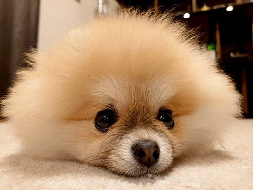 床から見上げるミサイルちゃん