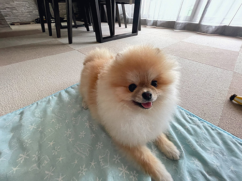 タオルケットに乗るミサイルちゃん