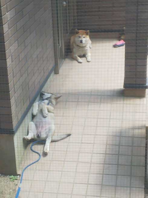 ねこ