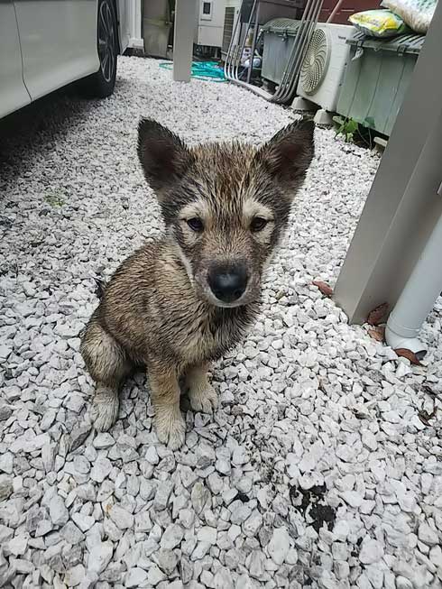 くつろぐ 保護犬 先住犬 困惑 迷い犬