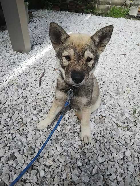 くつろぐ 保護犬 先住犬 困惑 迷い犬