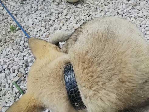 くつろぐ 保護犬 先住犬 困惑 迷い犬