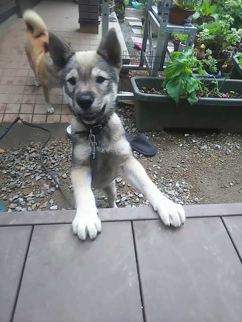 くつろぐ 保護犬 先住犬 困惑 迷い犬