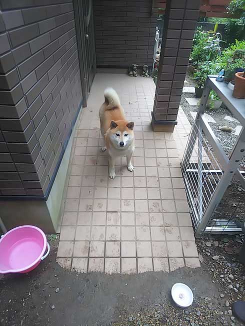 くつろぐ 保護犬 先住犬 困惑 迷い犬