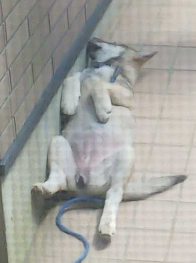 くつろぐ 保護犬 先住犬 困惑 迷い犬