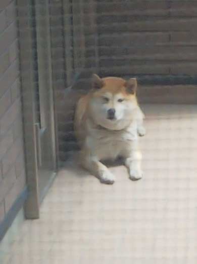 くつろぐ 保護犬 先住犬 困惑 迷い犬