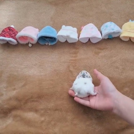 ハムスター