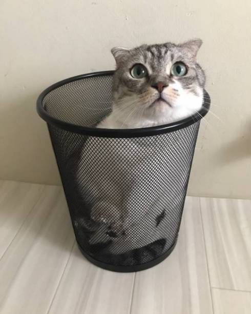 猫 マンチカン タイガくん ろくなことしてない