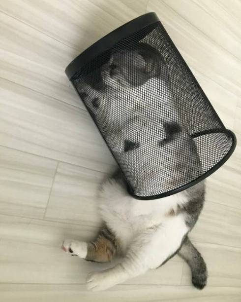 猫 マンチカン タイガくん ろくなことしてない