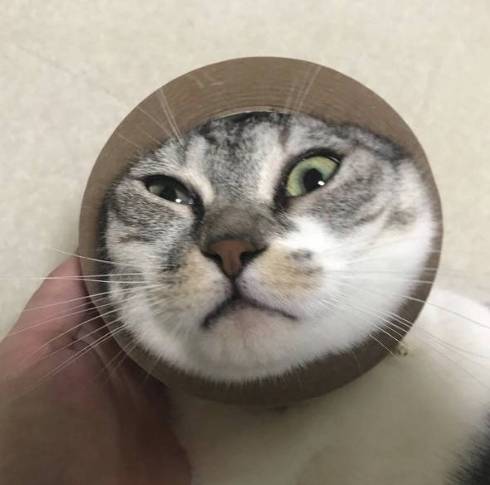 猫 マンチカン タイガくん ろくなことしてない