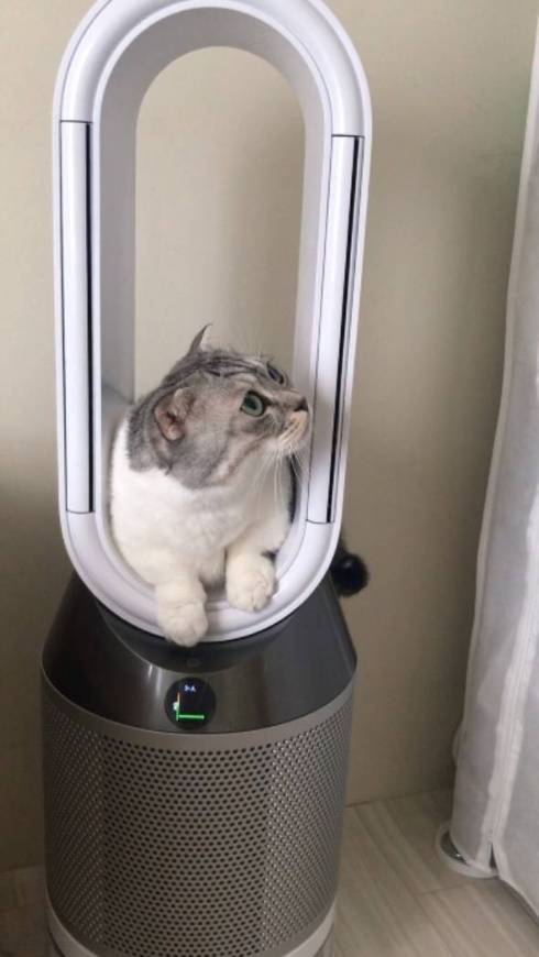 猫 マンチカン タイガくん ろくなことしてない