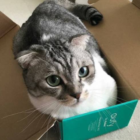 猫 マンチカン タイガくん ろくなことしてない