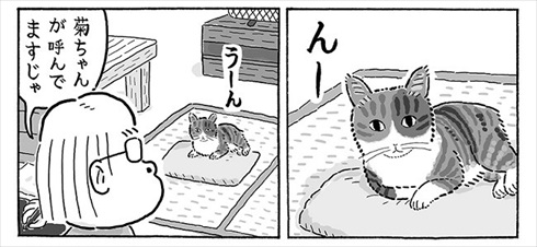 言葉が分かるかのような猫の菊ちゃん