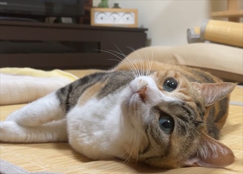 言葉が分かるかのような猫の菊ちゃん