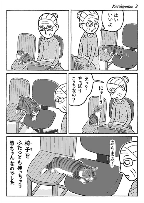 言葉が分かるかのような猫の菊ちゃん