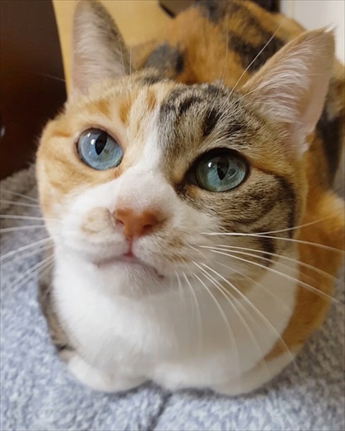 言葉が分かるかのような猫の菊ちゃん