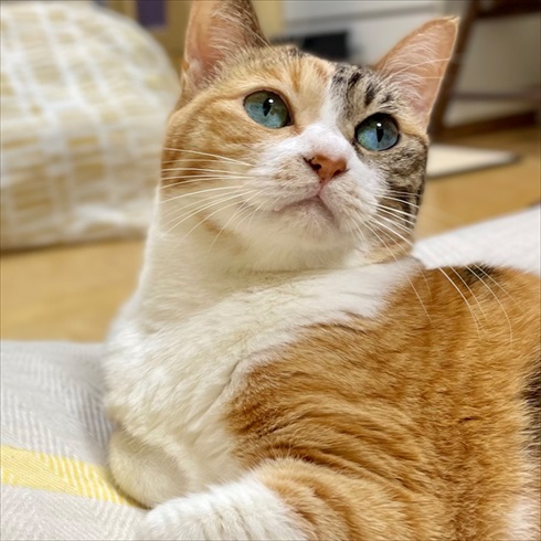 言葉が分かるかのような猫の菊ちゃん