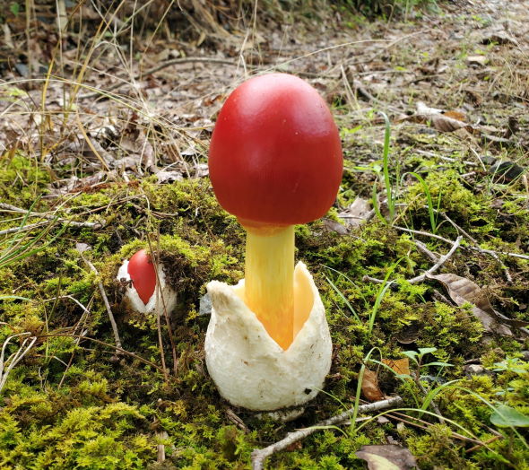 きのこ 成長 タマゴタケ ベニテングダケ