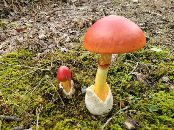 きのこ 成長 タマゴタケ ベニテングダケ