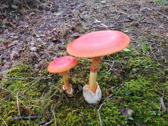 きのこ 成長 タマゴタケ ベニテングダケ