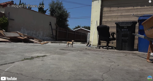 ひとりぼっちの小さなワンコ