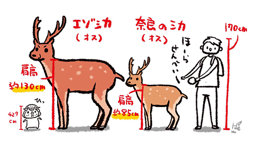 エゾシカと奈良のシカの違い