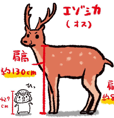 エゾシカ