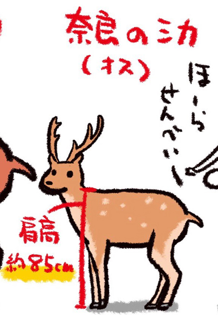 奈良のシカ