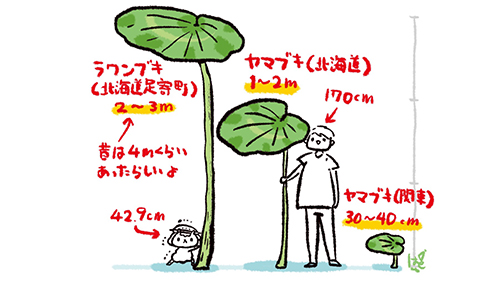 北海道のフキ