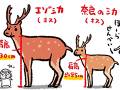 「エゾシカ出ただけで騒然ってw」と言うけれど……　大きさをわかりやすく描いたイラストに「奈良の鹿って小さいんだ…」の声