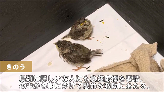 タオルの上のスズメ